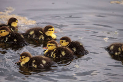 Duck swimming in lake