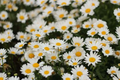 Close-up of daisy flowers on field