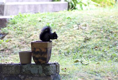 Close-up of monkey on stone wall