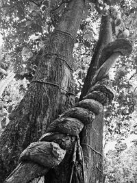 Low angle view of tree trunk in forest