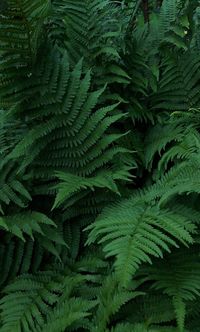 Full frame shot of fern leaves