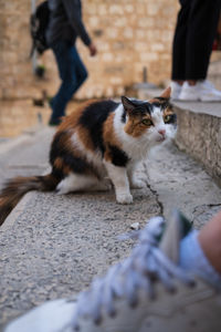 Portrait of cat sitting on street