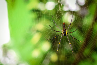 Spider on web