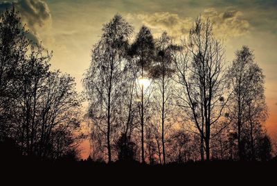 Silhouette of trees at sunset