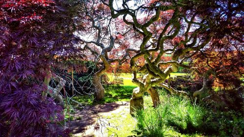 Trees in forest