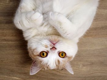 Directly above portrait shot of cat lying on floor