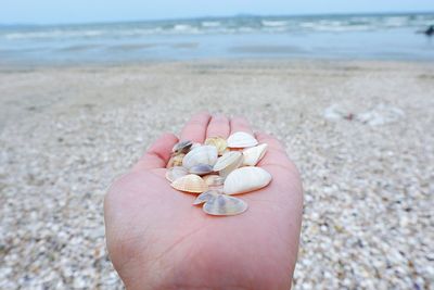 Close-up of hand holding seashell on beach