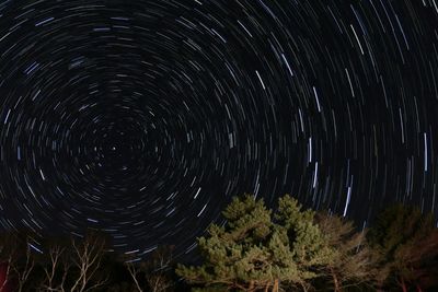 View of trees at night