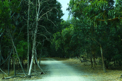 Empty road amidst trees in forest