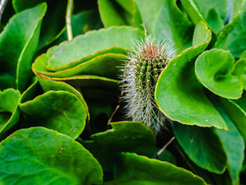 Close-up of green leaves