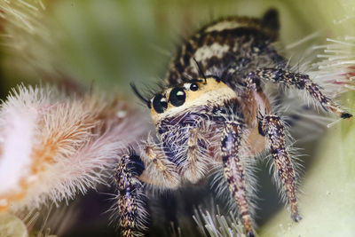 Close-up of spider