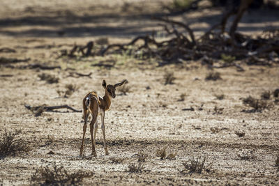 Deer standing on field