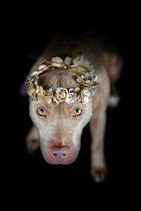 Close-up portrait of sweet rednose pitbull against black background