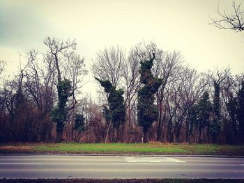 Horse by trees against sky