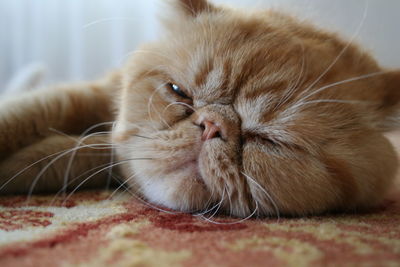 Close-up of cat lying down