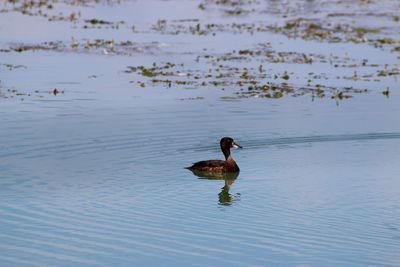 Reflection of birds in water