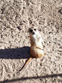 High angle view of lizard on sand