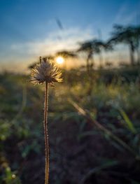 Close-up of dandelion on field against sky during sunset