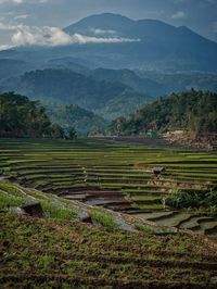 Scenic view of agricultural field against mountains