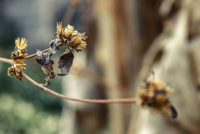 Close-up of wilted flower