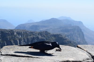 Close-up of bird perching on retaining wall against mountains