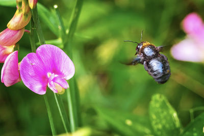 Close-up of insect on purple flower