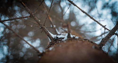 Close-up of twig on twig