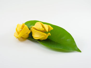 Close-up of yellow flowers on white background