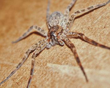 Close-up of spider