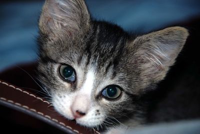 High angle view portrait of kitten