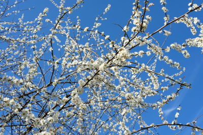 Low angle view of cherry blossom tree against blue sky