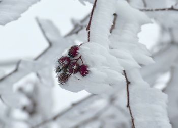 Close-up of frozen plant