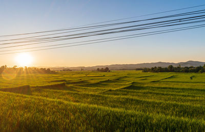 Scenic view of agricultural field against sky during sunset