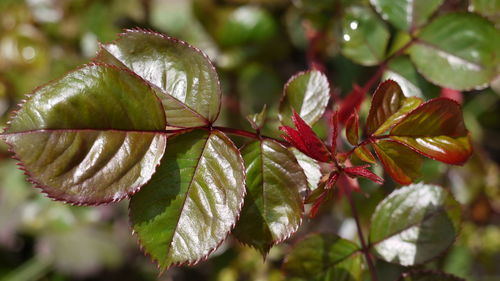 Close-up of leaves