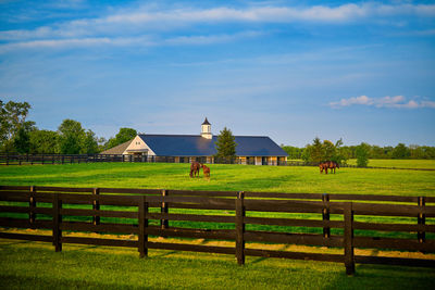 Thoroughbred horses grazing in a field with horse barn in the background.