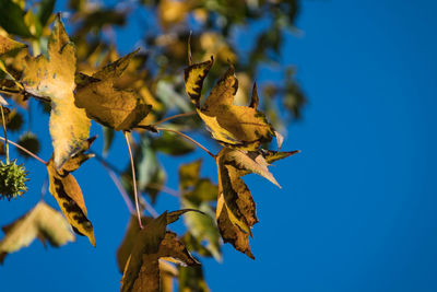 Low angle view of dried leaves against blue sky