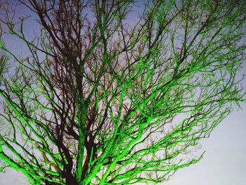 Low angle view of bare tree against sky