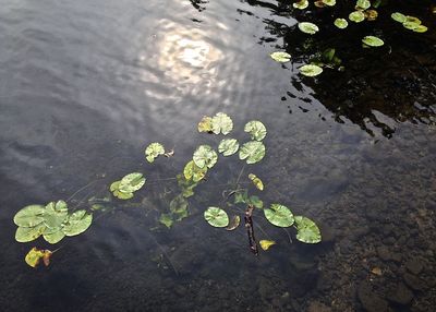 High angle view of lotus floating on lake