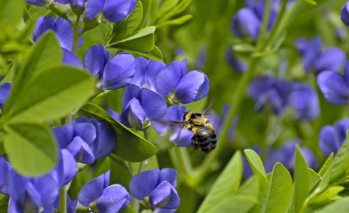 Close-up of bee pollinating on purple flower