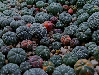 Full frame shot of fruits