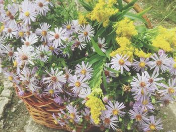 High angle view of yellow flowers blooming outdoors