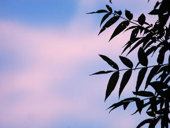 Low angle view of leaves