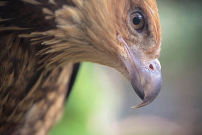 Close-up of kite beak