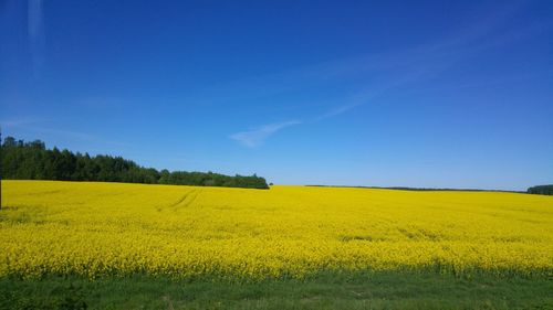 Scenic view of oilseed rape field against blue sky