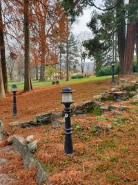 Trees in park during autumn