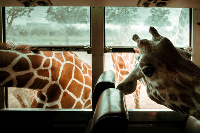 Close-up of horse looking through window