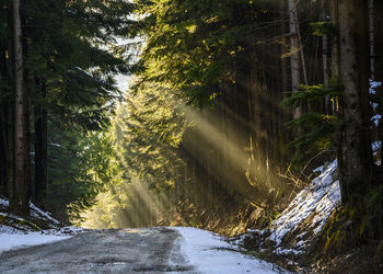 Road amidst trees in forest during winter