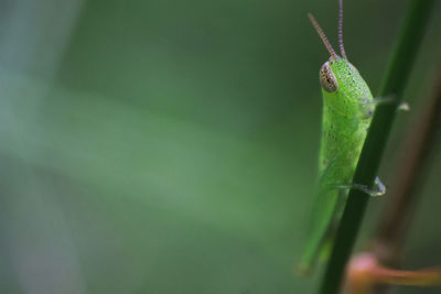 Close-up of insect on leaf