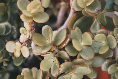 Close-up of succulent plant