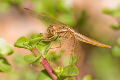 Close-up of dragonfly on leaf